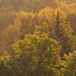 Памятник природы «Дудергофские высоты»