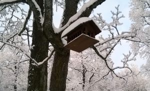 Акция «Зимний учёт птиц»