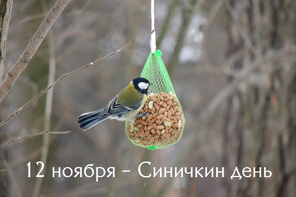Начинается сезон зимней подкормки птиц