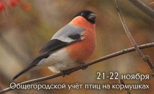 21-22 ноября – Общегородской учёт птиц на кормушках