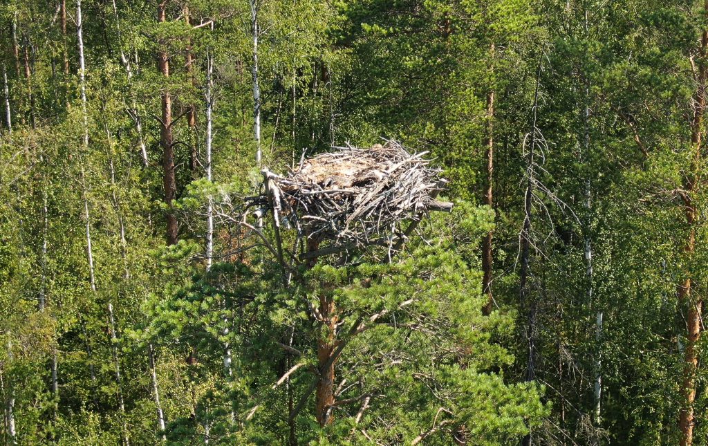 Гнездо скопы (фото из архива ГКУ «Дирекция ООПТ Санкт-Петербурга» 