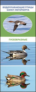 Водоплавающие птицы Санкт-Петербурга. Гусеобразные