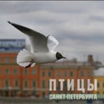Птицы Санкт-Петербурга