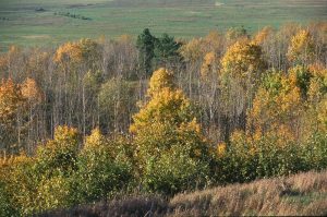 Фотография Дудергофских высот