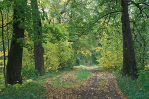 Фотография Дудергофских высот