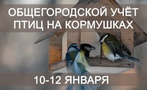 10-12 января состоится Общегородской учёт птиц на кормушках