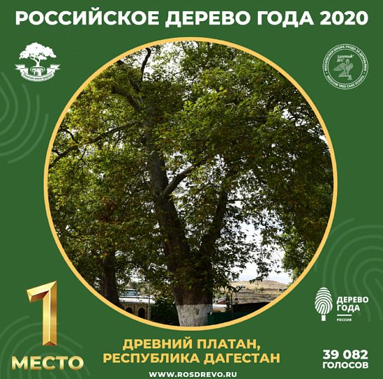 «Древний платан» из Республики Дагестан стал «Главным деревом страны – Российским деревом года 2020»