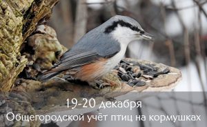 19-20 декабря – Общегородской учёт птиц на кормушках