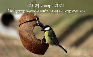 Общегородской учёт птиц на кормушках 23-24 января