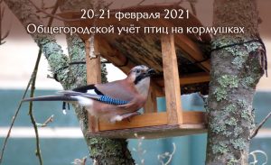 Общегородской учёт птиц на кормушках 20-21 февраля