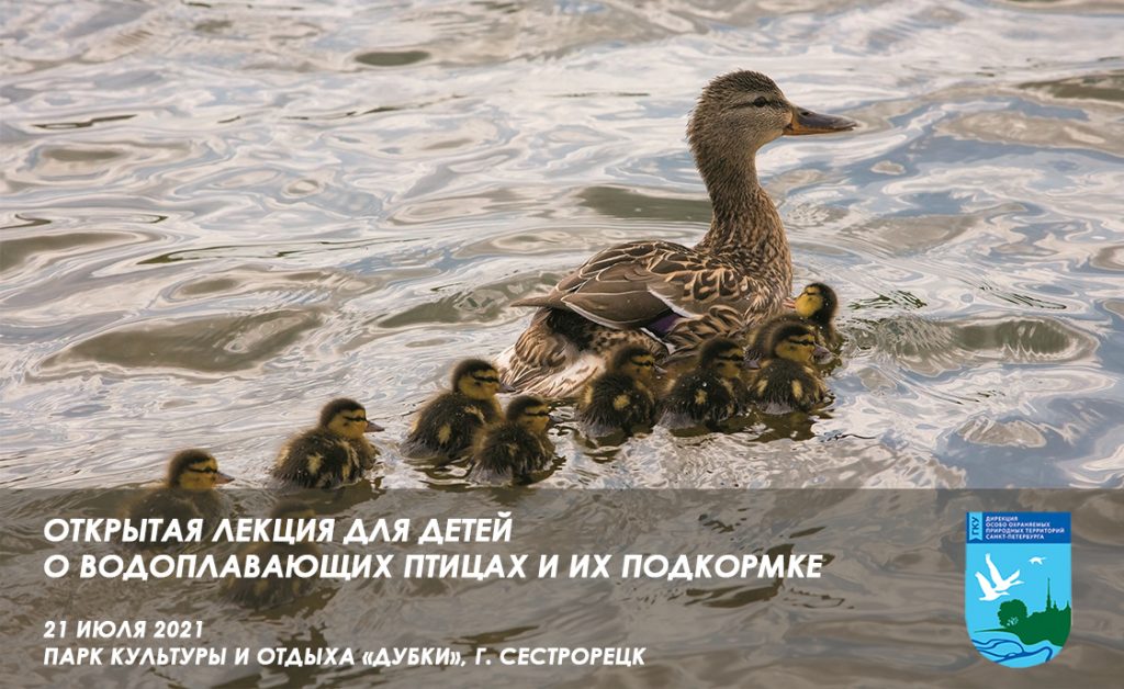21 июля 2021 в парке «Дубки» г. Сестрорецка состоится лекция о водоплавающих птицах