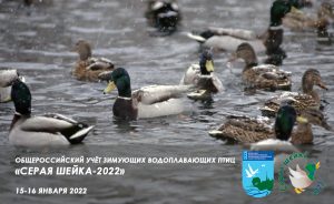Общероссийский учёт зимующих водоплавающих «Серая шейка-2022»