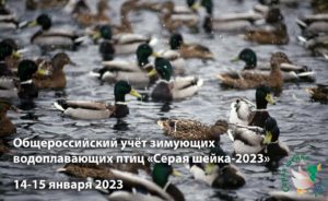Учёт зимующих водоплавающих птиц «Серая шейка-2023»