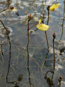 Пузырчатка малая (Utricularia minor) – встречается на низинных болотах  Фото А. Ковальчука