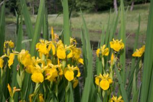 Ирис жёлтый (Iris pseudacorus) – встречается на низинных болотах и по берегам водоёмов  Фото А. Ладыгина