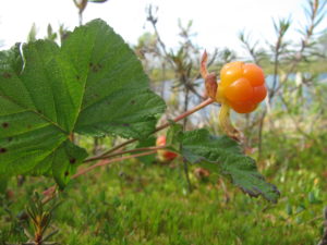 Морошка (Rubus chamaemorus) – встречается на верховых болотах  Фото Н. Зуевой