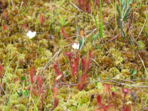 Росянка английская (Drosera anglica) – встречается на верховых болотах  Фото А. Дорониной